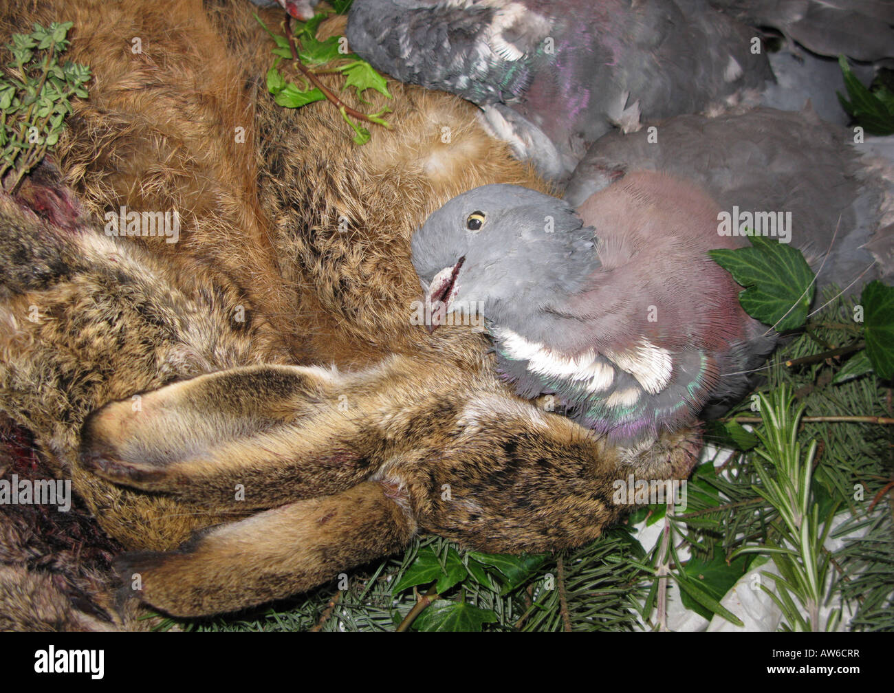 Tote Kaninchen und Woodpigeon - Geflügel und Wild Stockfoto