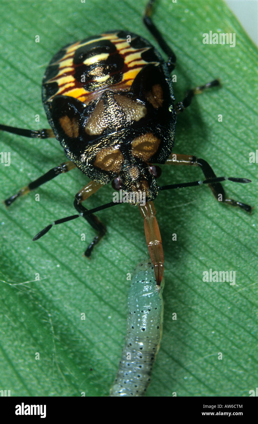 Räuberische Stink Bug oder spined Soldat Käfer Podisus Maculiventris Fütterung auf eine Raupe Stockfoto
