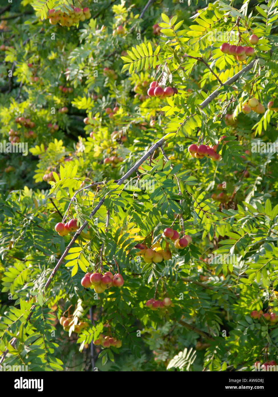 Service Baum (sorbus domestica) Stockfoto