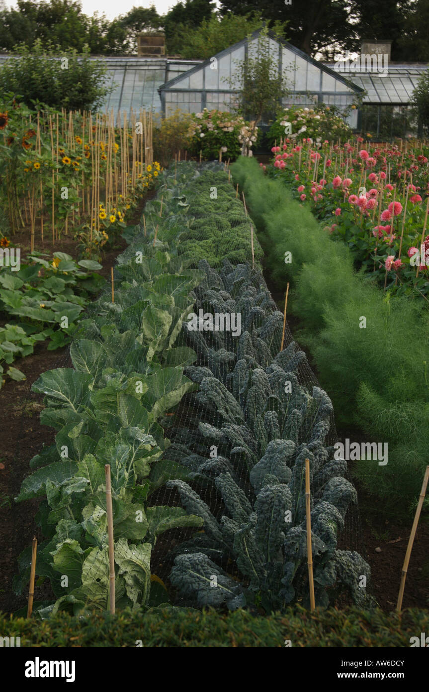 Reihen von schwarzen Nero (Schwarzkohl) Kohl mit Fenchel und Broccoli Pflanzen Stockfoto