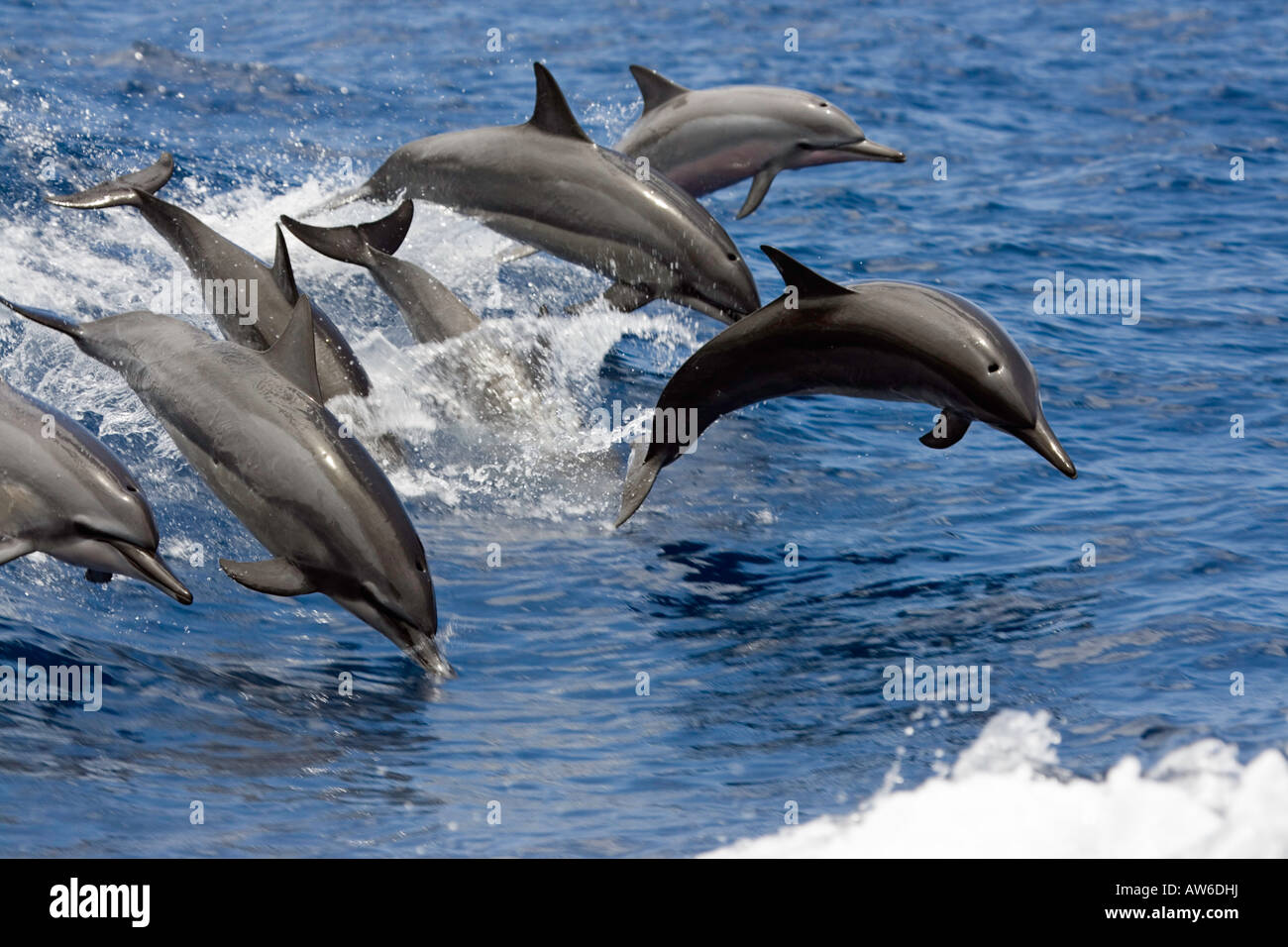 Sieben Spinner-Delphin, Stenella Longirostris, zur gleichen Zeit, Hawaii in die Luft springen. Stockfoto