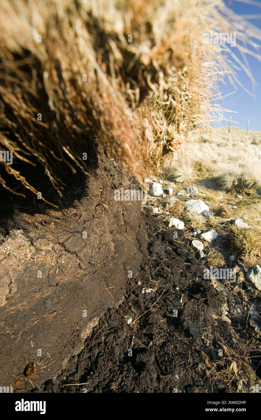 Torf-Einlagen bei 1800 Füße auf Stahl fiel im Lake District, mit erhaltenen Wald Ablagerungen in ihnen aus wärmeren Zeiten Stockfoto