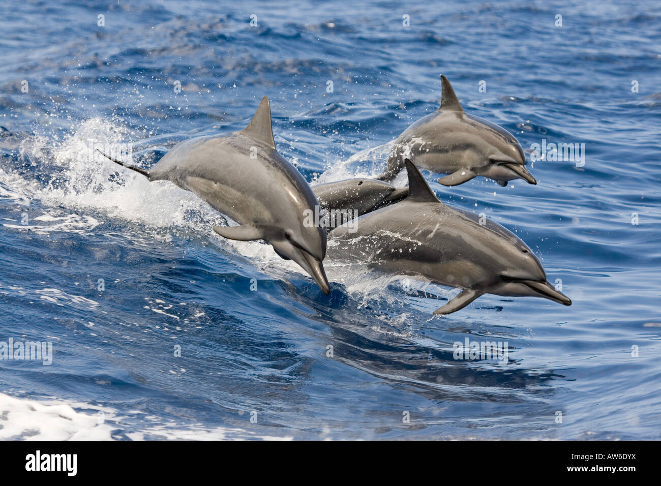 Spinner-Delphin, Stenella Longirostris, leap Luft zur gleichen Zeit, Hawaii in den Pazifik. Stockfoto