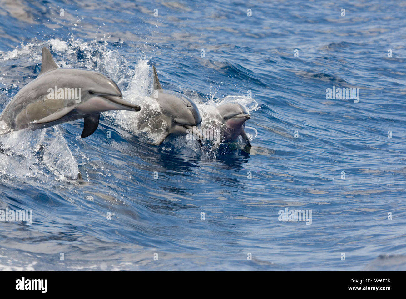 Spinner-Delphin, Stenella Longirostris, leap Luft zur gleichen Zeit, Hawaii in den Pazifik. Stockfoto