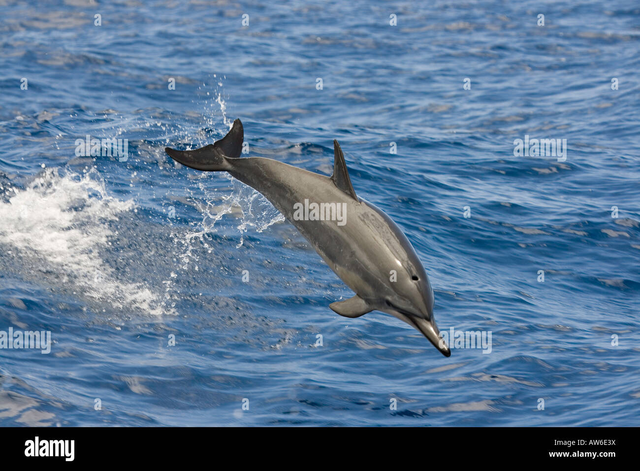 Ein Spinner-Delphin, Stenella Longirostris, springt von einer Welle in der Pacific Air, Hawaii. Stockfoto
