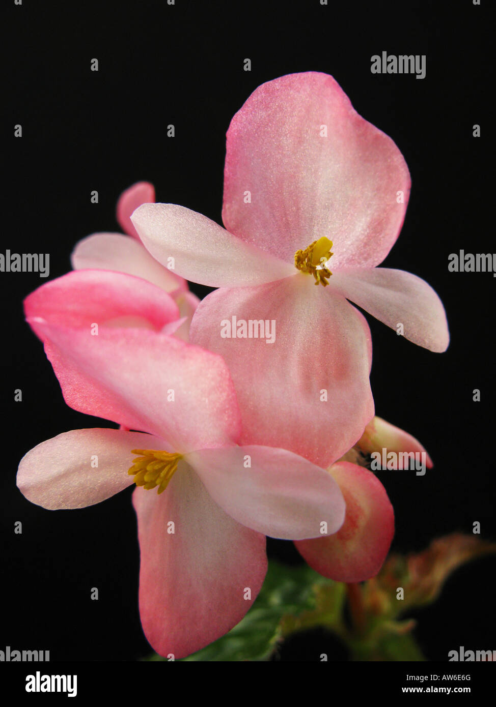 Begonie hautnah Stockfoto