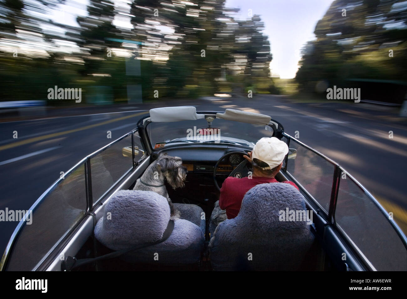 ein Mann und ein Standard Schnauzer Hund eine Fahrt in einem 1979 VW Käfer, Fehler mit dem Hintergrund verwischt. Stockfoto