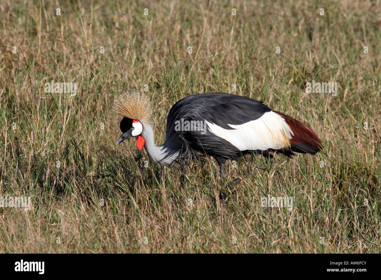 Gekrönter Kran auf die Ebenen der Masai Mara Kenia Stockfoto