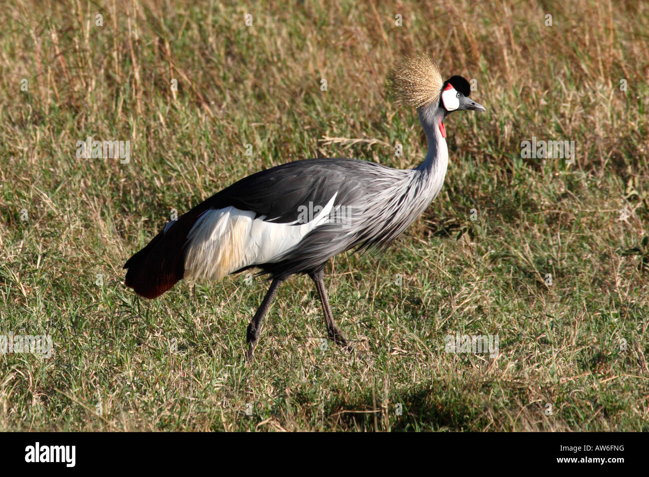 Ein gekrönter Kran Masai Mara Kenia Afrika Stockfoto