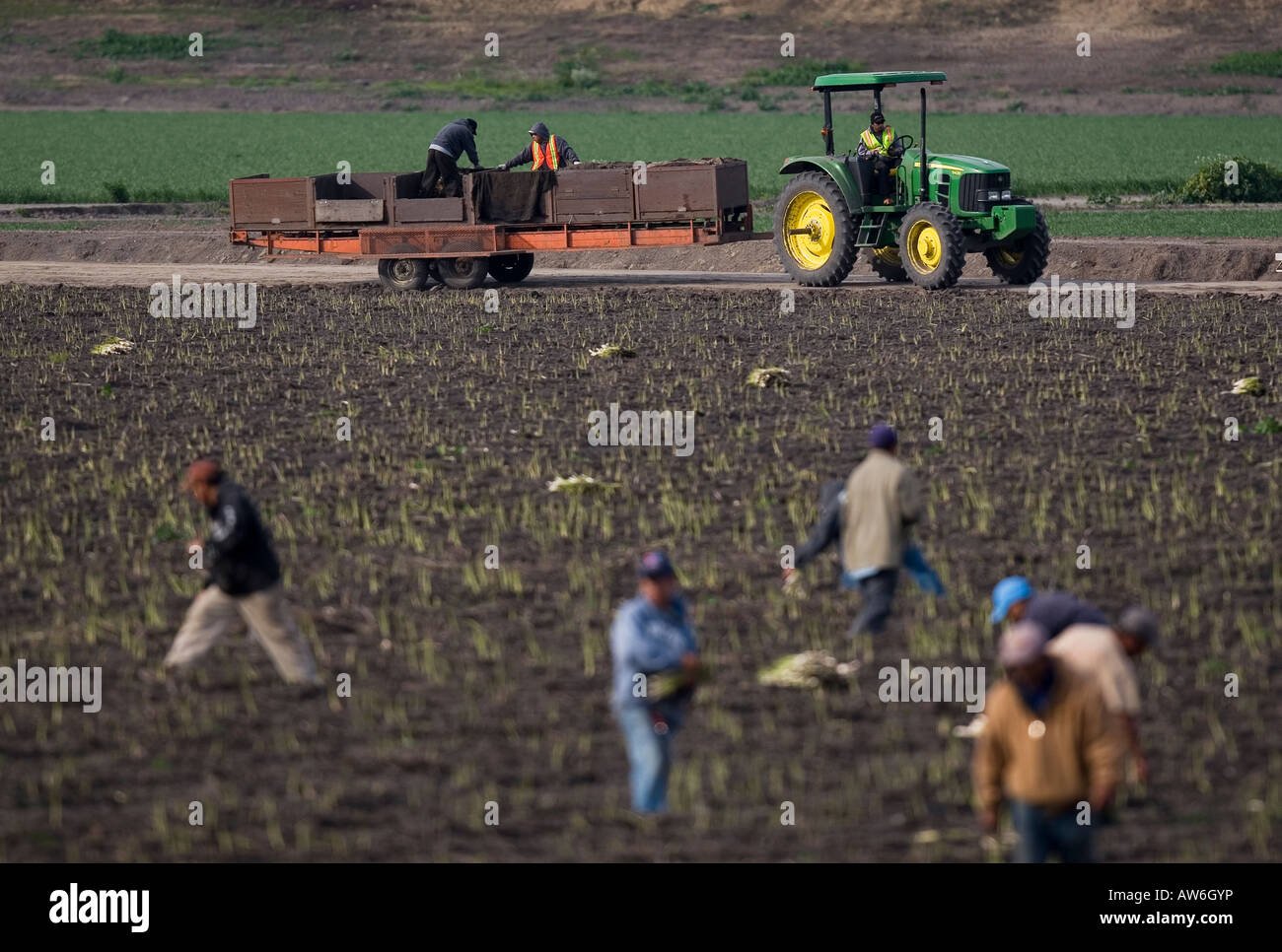 Landarbeiter ernten Zwiebeln in San Joaquin County, Kalifornien, am 7. März 2008. (Foto von Kevin Bartram) Stockfoto
