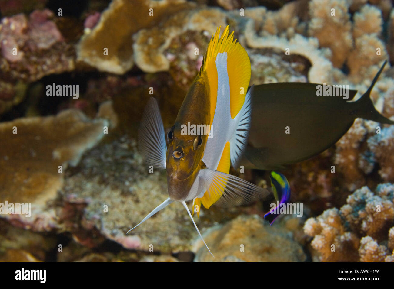 Pyramide Butterflyfish und eine endemische Hawaiian cleaner Wrasse, Hawaii. Stockfoto