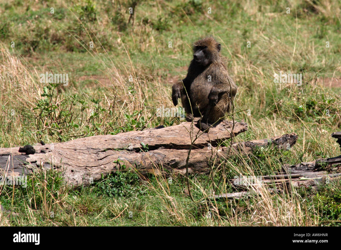 Pavian sitzend auf Baumstamm Masai Mara Kenia Stockfoto