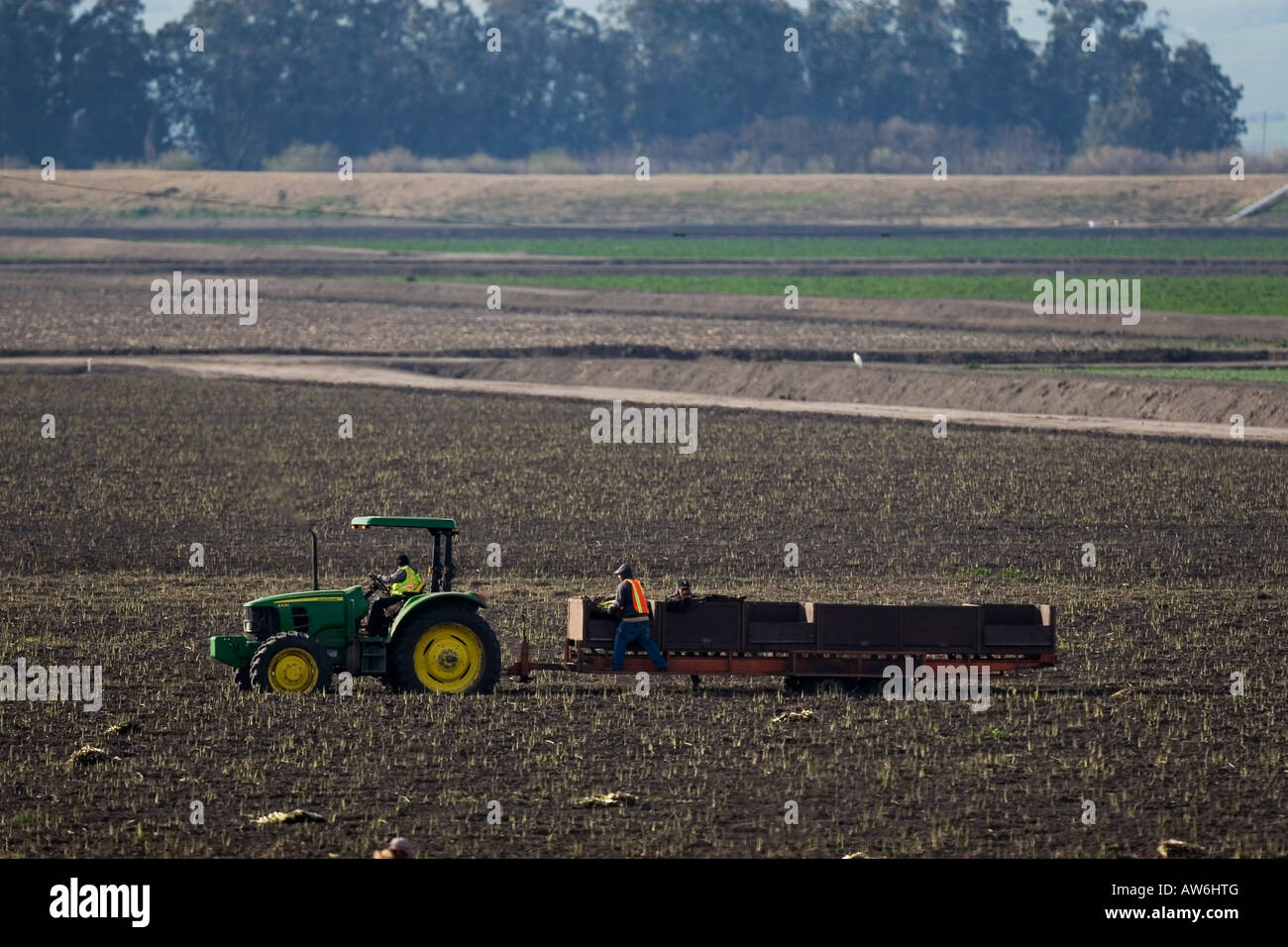 Landarbeiter Ernte Zwiebeln in San Joaquin County, Kalifornien; am 7. März 2008. (Foto von Kevin Bartram) Stockfoto