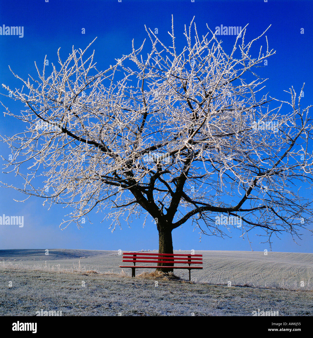 Kirschbaum Im Winter
