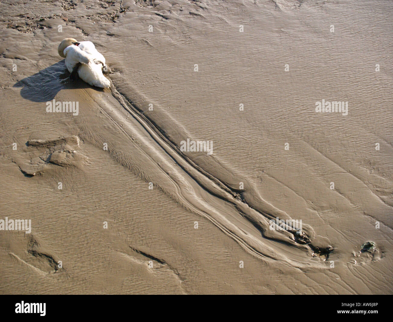 Sonnen, schlafen driften trieb stummen weißen Schwan Stockfoto