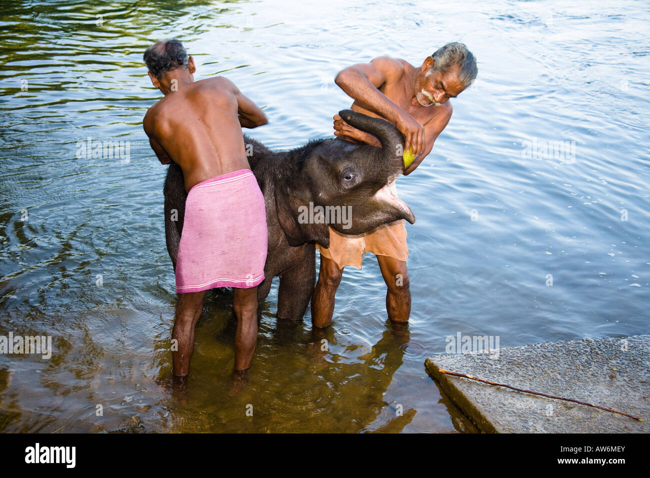 Mahouts waschen Elefant, in der Nähe von Kodanad Elephant Training Centre, Perumbavoor, Distrikt Ernakulam, Kerala, Indien Stockfoto