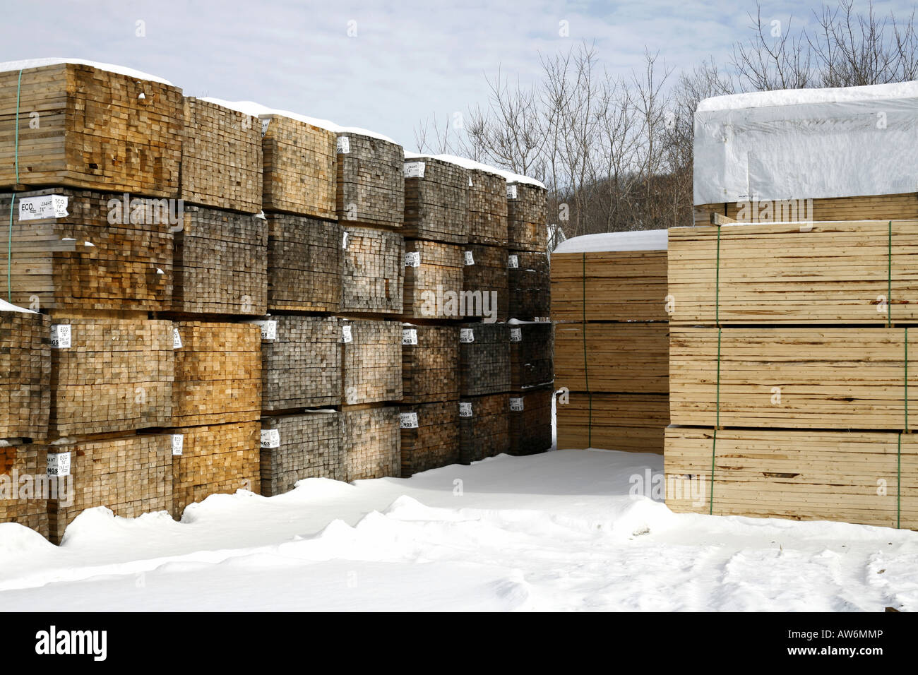 Haufen von Nadelholz Holz im winter Stockfoto