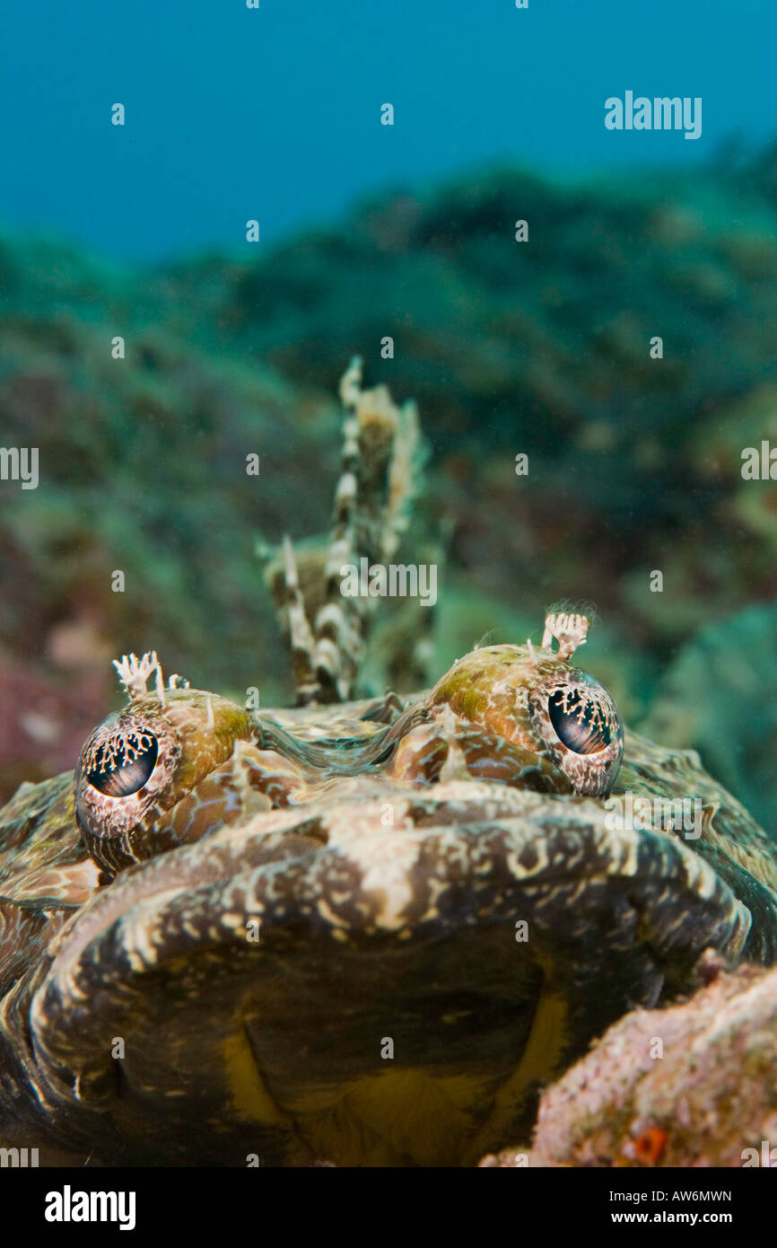 Krokodil Fisch, Cymbacephalus Beauforti, Yap, Mikronesien. Stockfoto