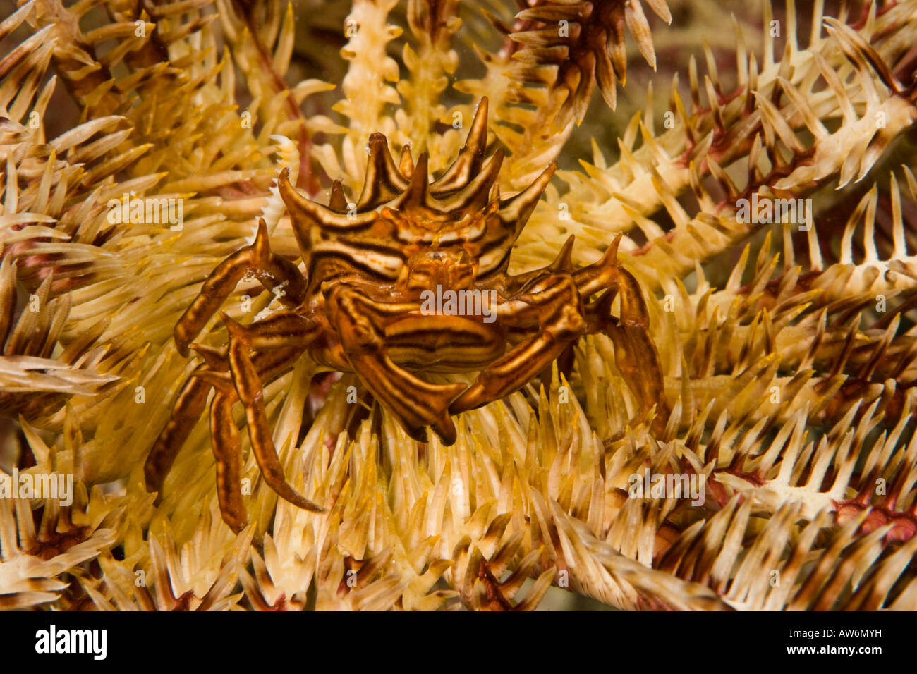 Eine nicht identifizierte Krabbe macht es ist die Heimat auf eine Crinoid, Yap, Mikronesien. Stockfoto