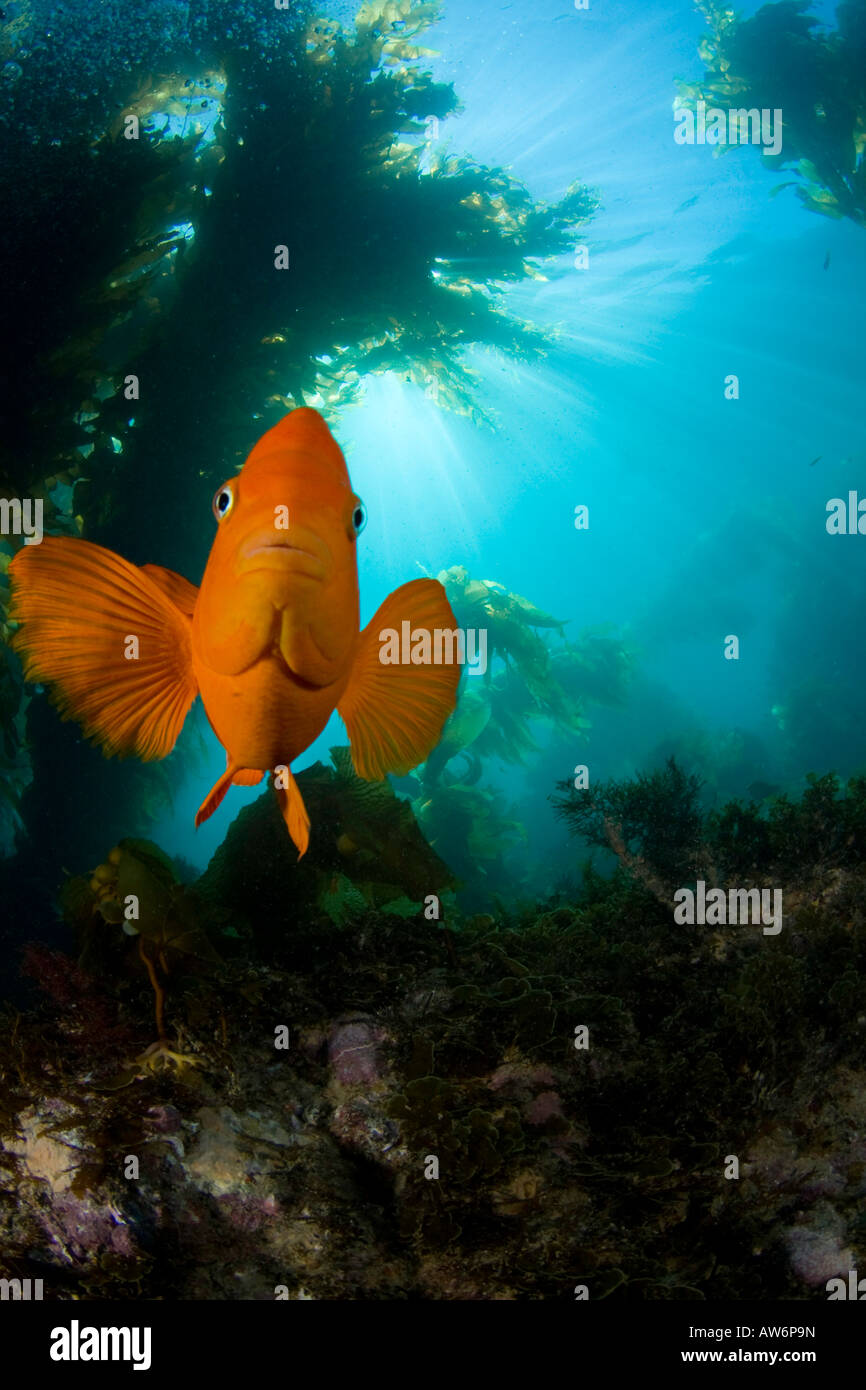 Garibaldi, Hypsypops Rubicundus, in einem Wald aus riesigen Seetang, Macrocystis Pyrifera, Catalina Island, Kalifornien, USA. Stockfoto