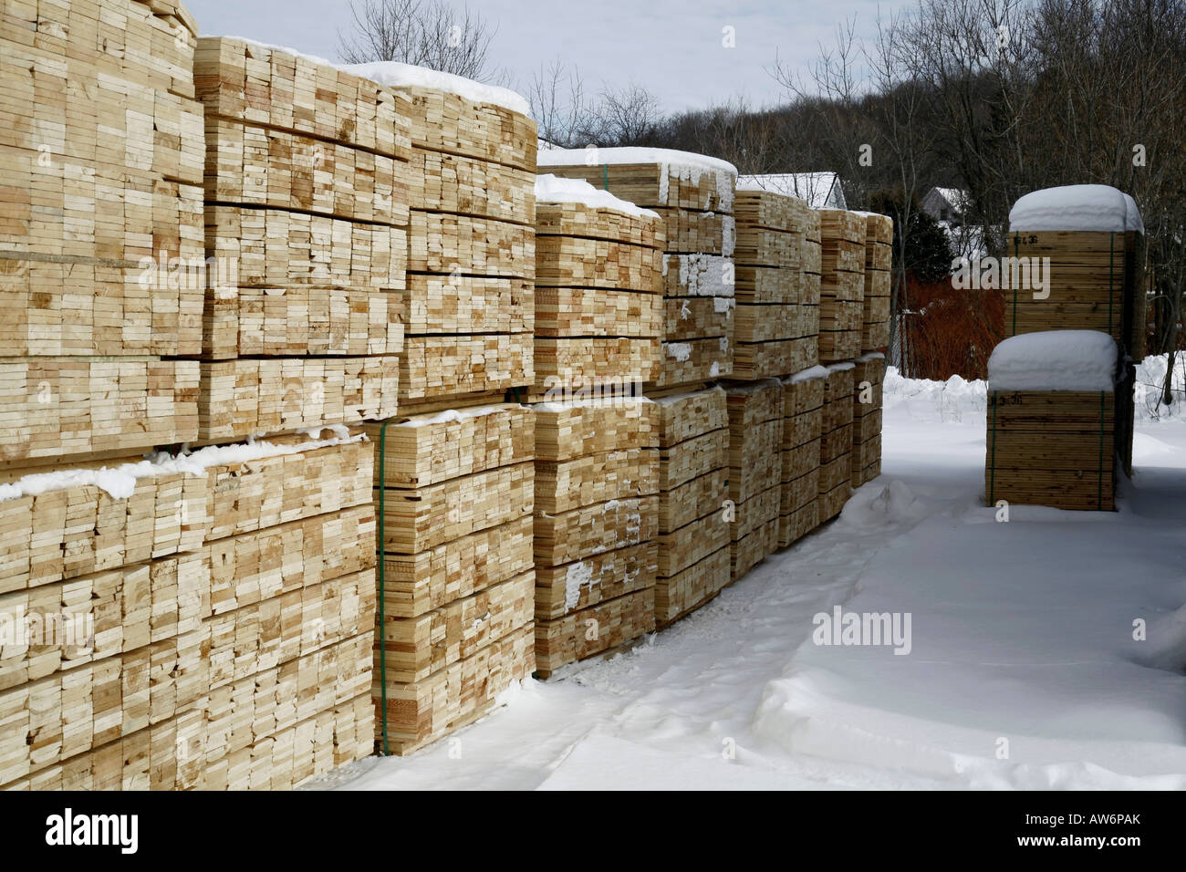 Nadelholz Holz stapeln im winter Stockfoto