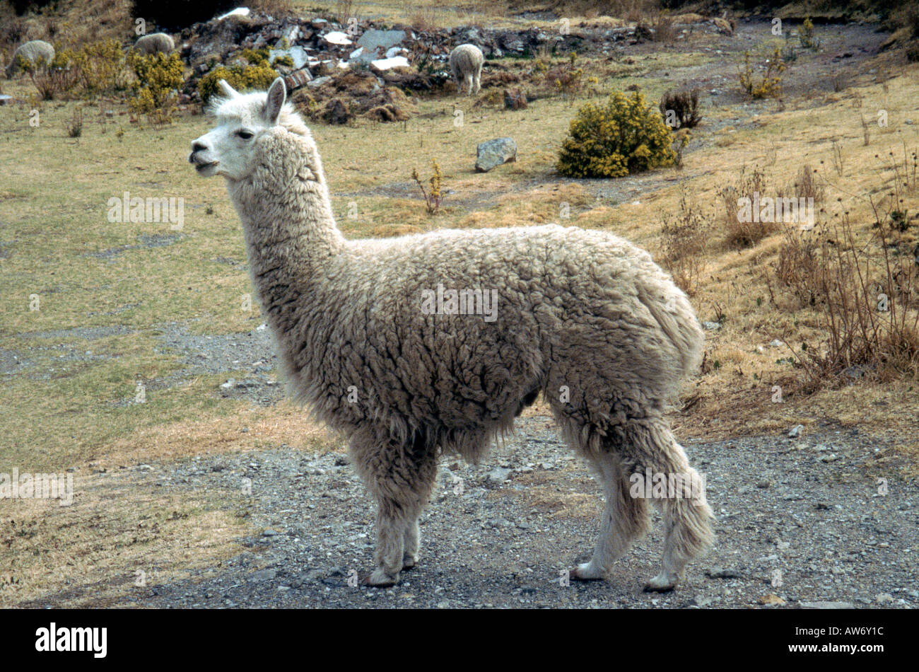 Alpaka Lama Pacos in der Nähe von Arica, Chile Stockfoto
