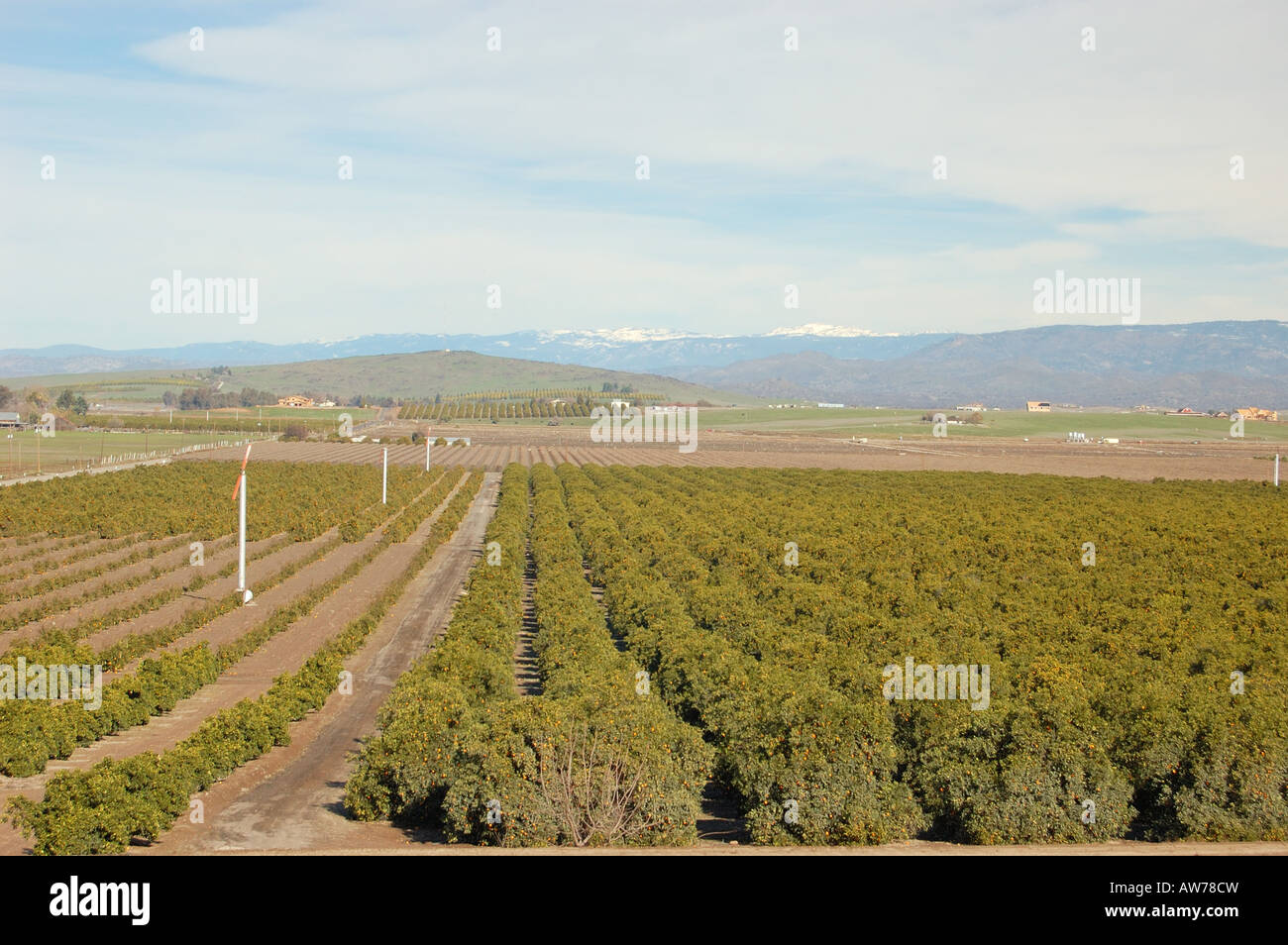 Zitrushain central Valley von Kalifornien USA Wind Maschinen Sierra Nevada Berge Winterhimmel Stockfoto