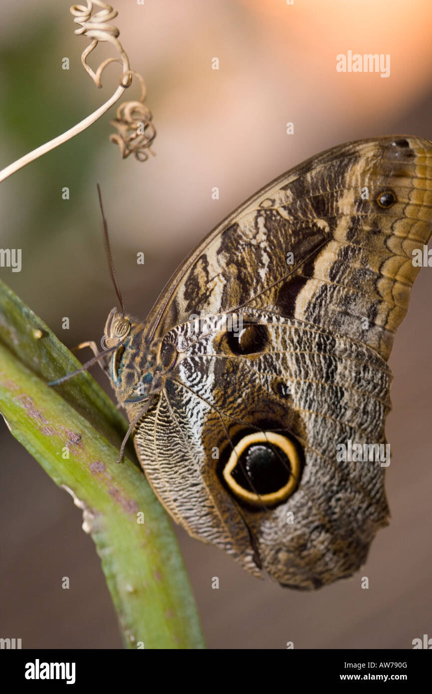Owl Butterfly, Ögon fjäril (Caligo eurilochus) Stockfoto