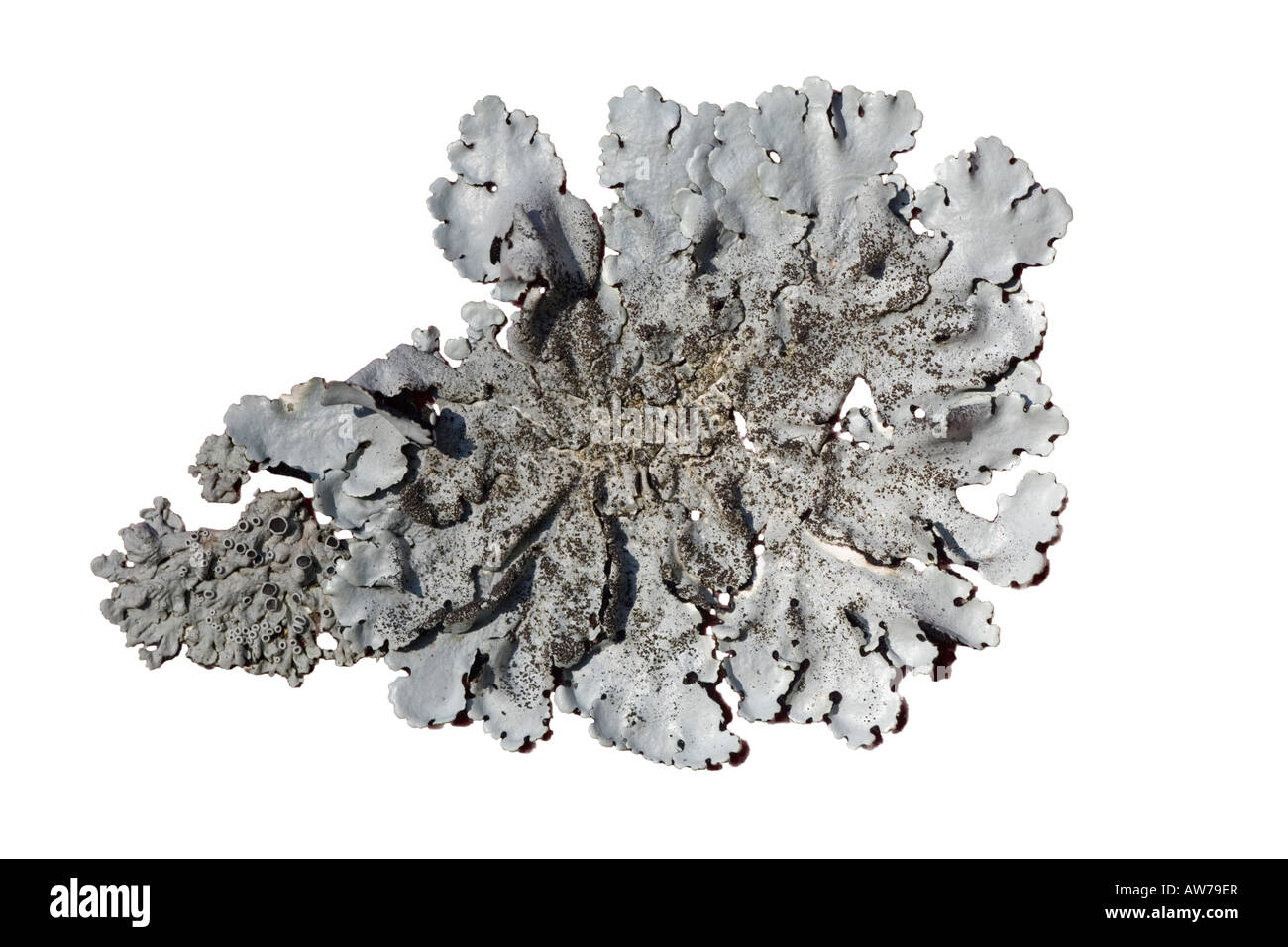 Foliaceous Flechten (Parmelia Pastillifera et Physcia Aipolia) auf einem weißen Hintergrund. Flechten Foliacés Sur fond Blanc. Stockfoto