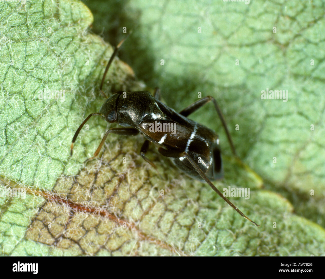 Räuberische Wanze Pilophorus Perplexus eine Ameise zu imitieren, die ernährt sich von Blattläusen und kleine Raupen Stockfoto
