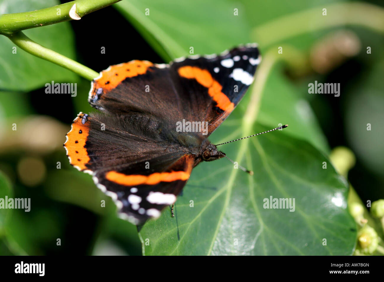Schmetterling, Schmetterling auf Efeu Stockfotografie - Alamy