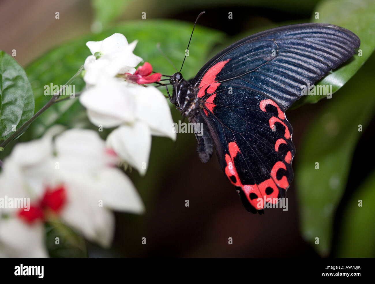 Scarlet Mormon, Rot Mormon (Papilio rumanzovia) Stockfoto