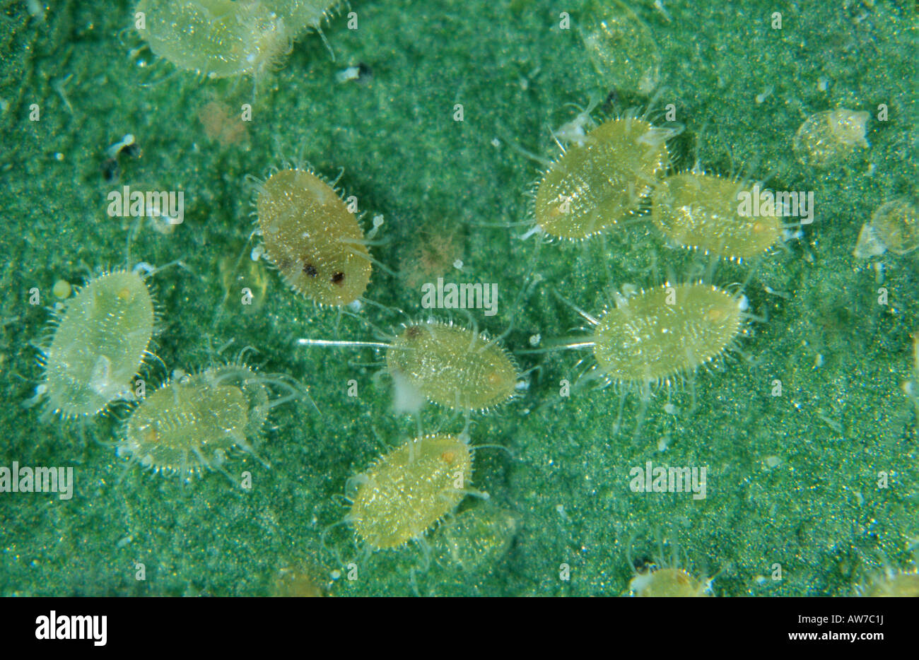 Glasshouse Mottenschildläuse Skalen Puppen parasitiert von parasitoiden Wespen Eretmocerus eremicus Stockfoto