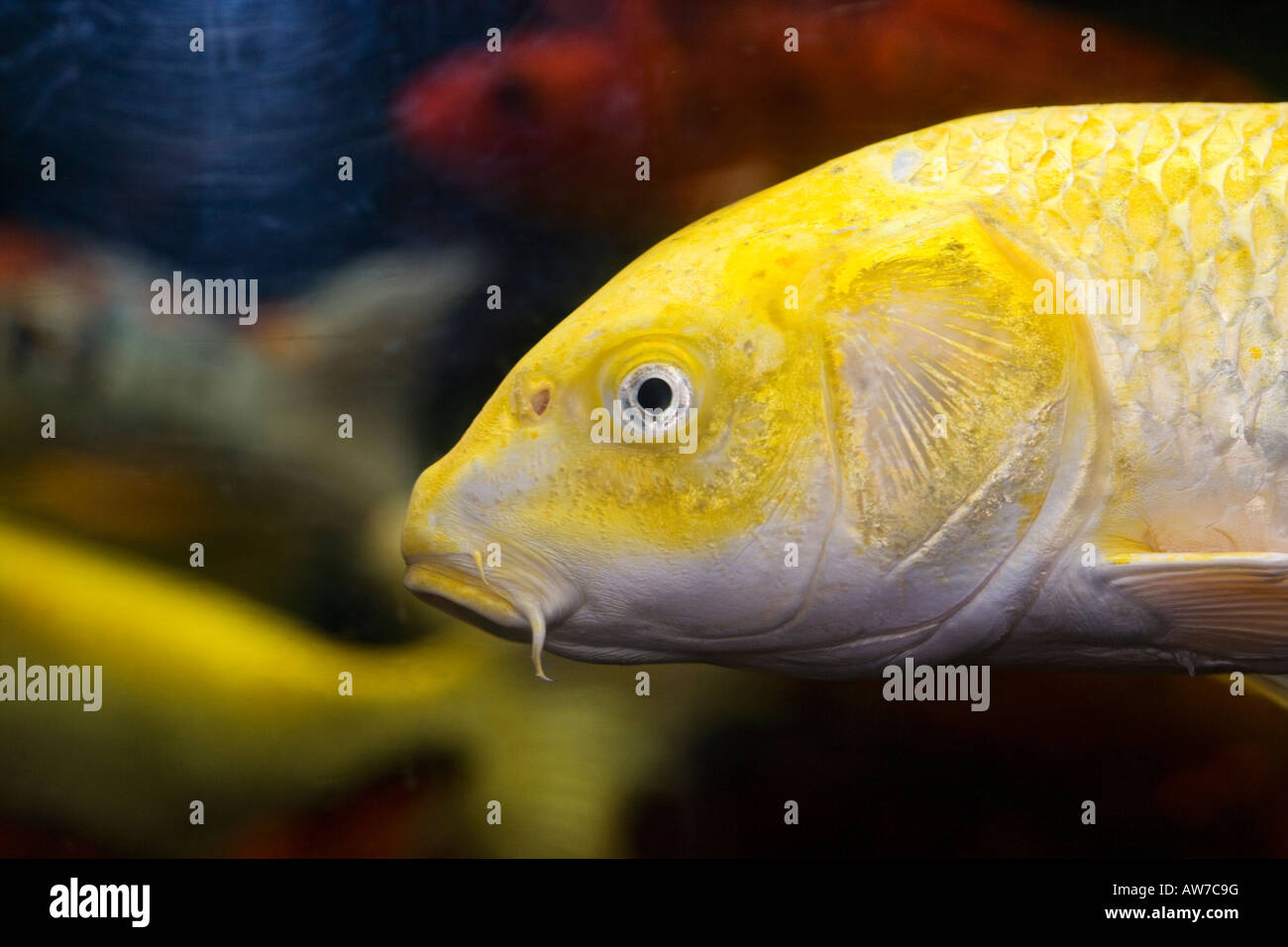 Karpfen, Koikarp (Cyprinus carpio) Stockfoto