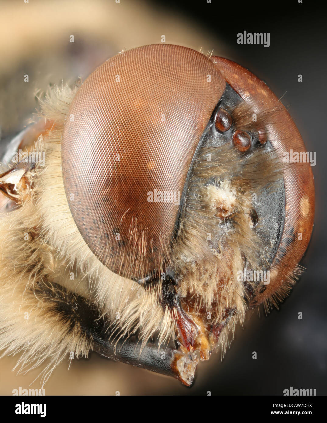 Drohne Honigbiene (Apis Mellifera) Gesicht, zeigt Facettenauge und drei Ozellen Stockfoto