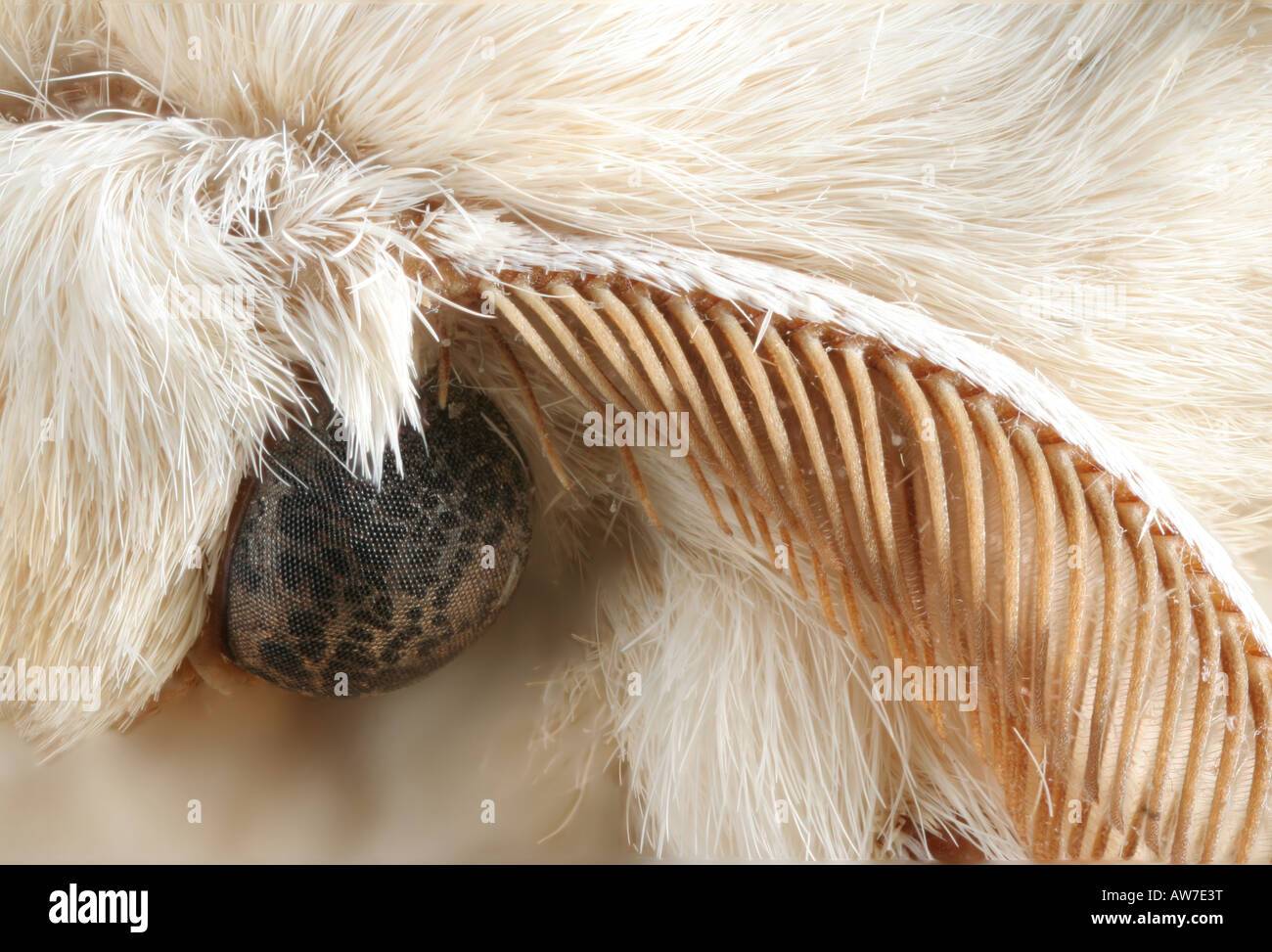 Makrofoto des Gesichts eine Seidenraupe Motte, Bombyx Mori, zeigt Facettenaugen und eine Antenne Stockfoto