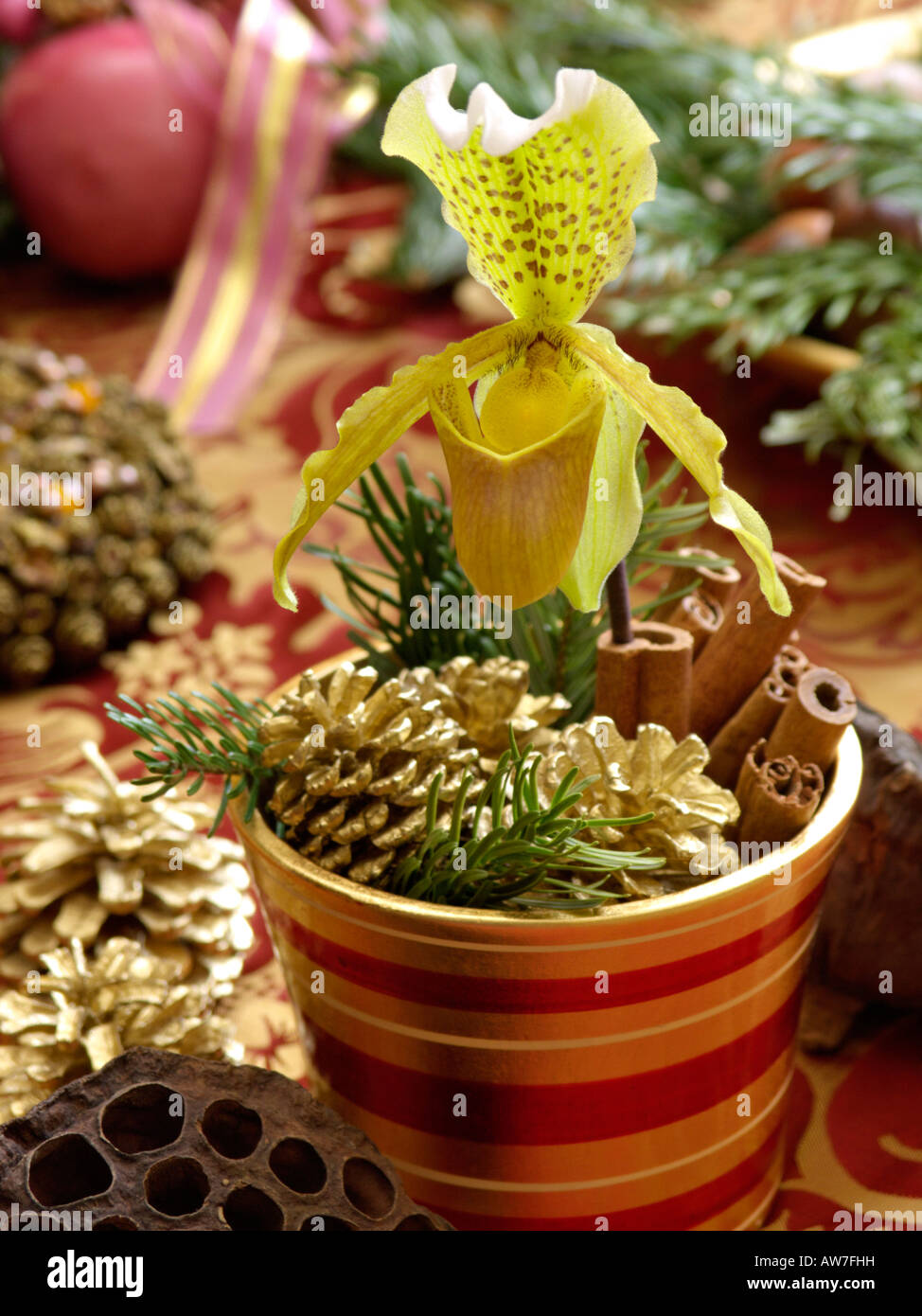 Lady's Slipper orchid (paphiopedilum) Stockfoto