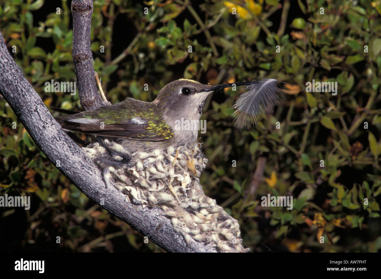 Costas Kolibri weiblich, Calypte besteht, mit Feder in Rechnung am Nest. Stockfoto