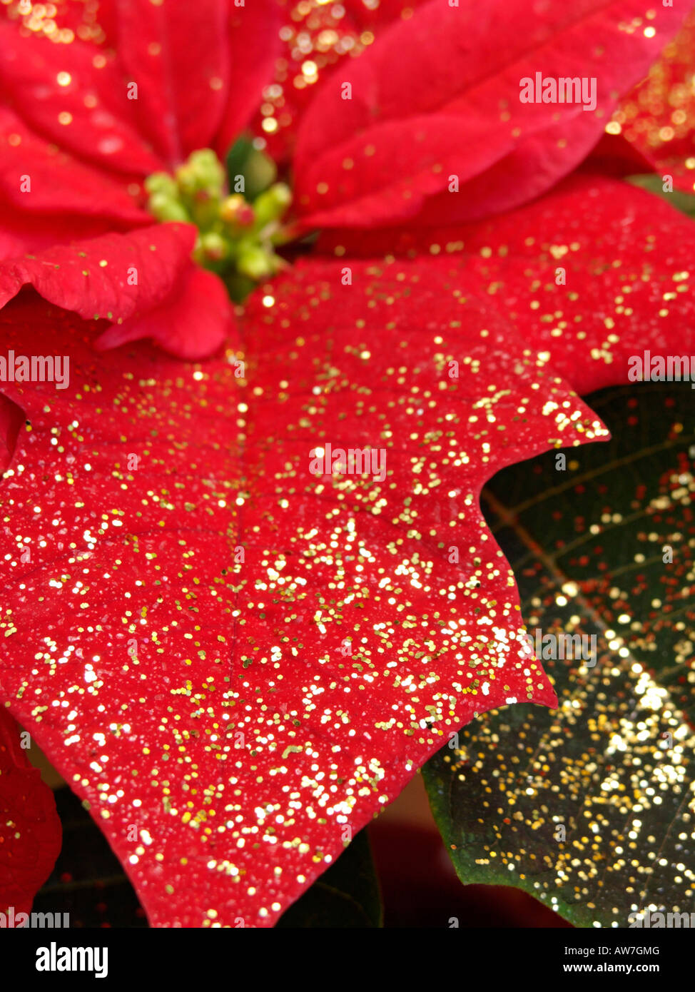 Weihnachtsstern (Euphorbia pulcherrima) mit Glitzer Stockfotografie - Alamy
