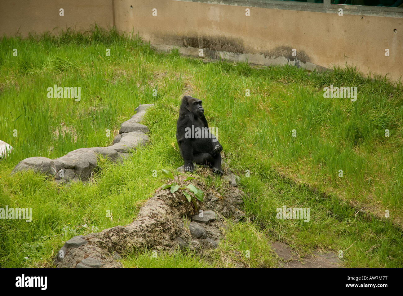Gorilla Zoo San Francisco, Kalifornien, USA Stockfoto
