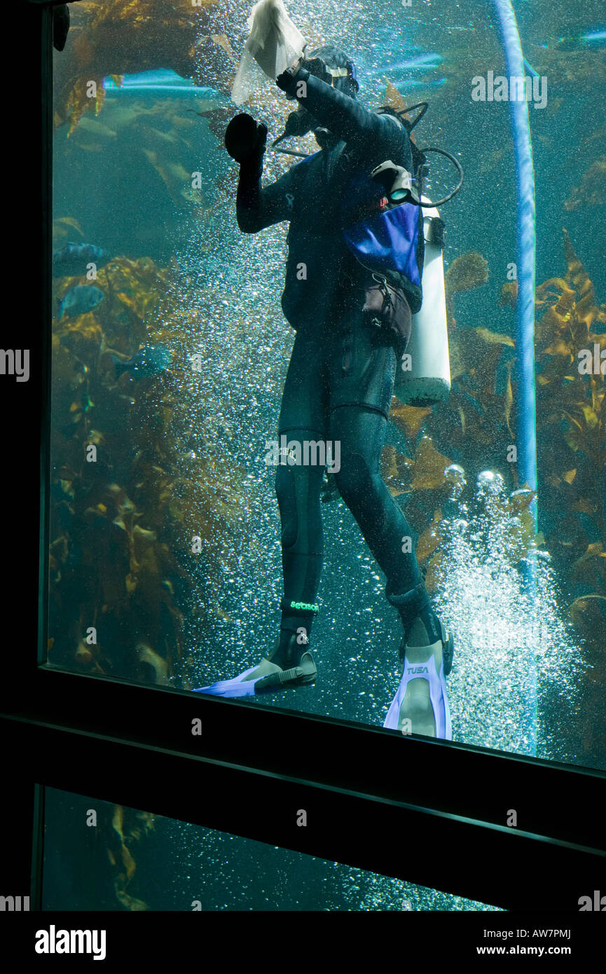 Taucher, die Reinigung im Inneren der Exponate Monterey Bay Aquarium, Kalifornien, USA Stockfoto