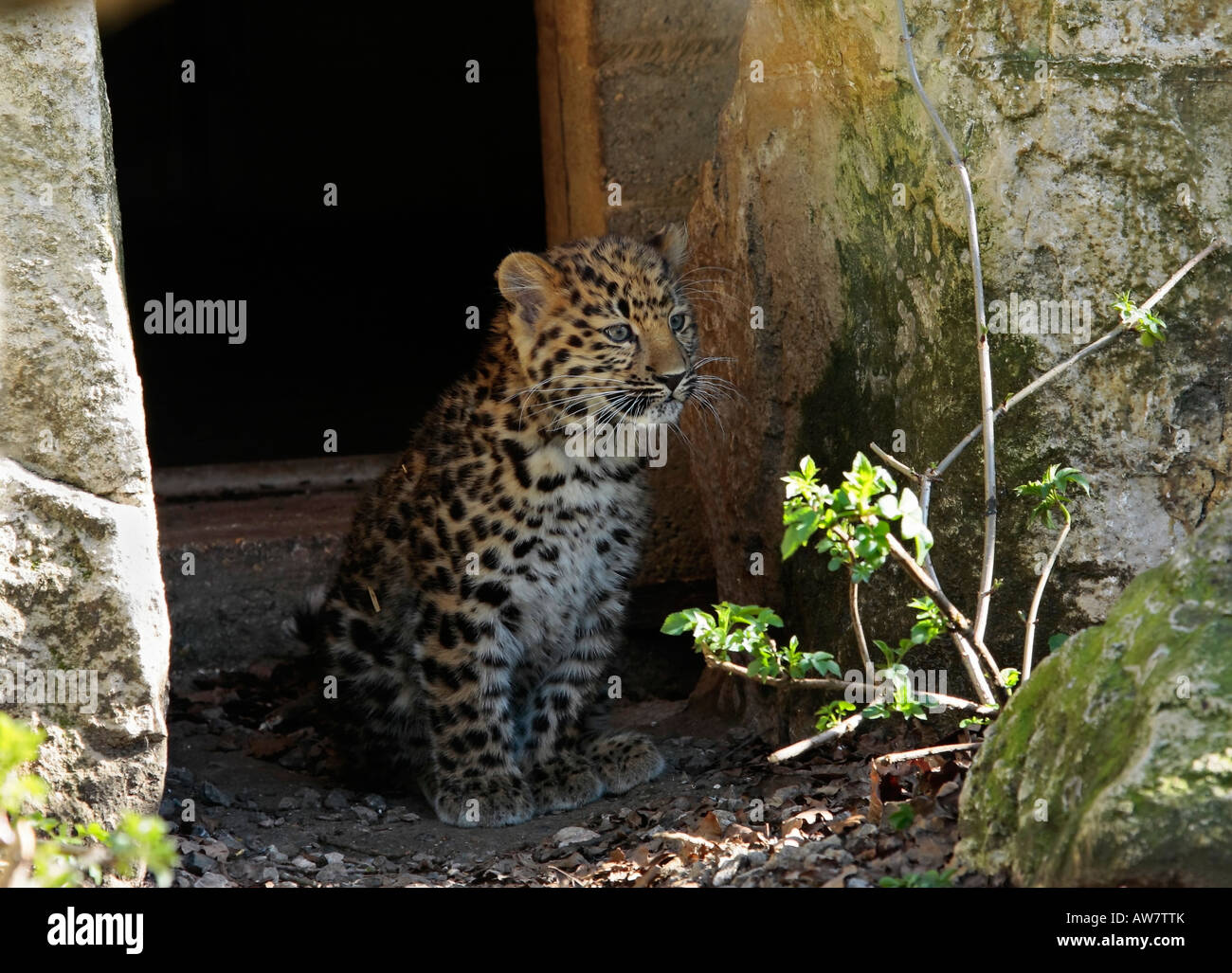 Amur-Leopard Cub in Gefangenschaft im Marwell Zoo Hampshire gezüchtet Stockfoto