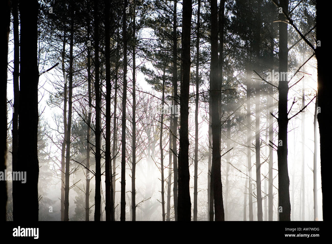 Sonnenlicht bricht durch den frühen Morgennebel in einem Kiefernwald Stockfoto
