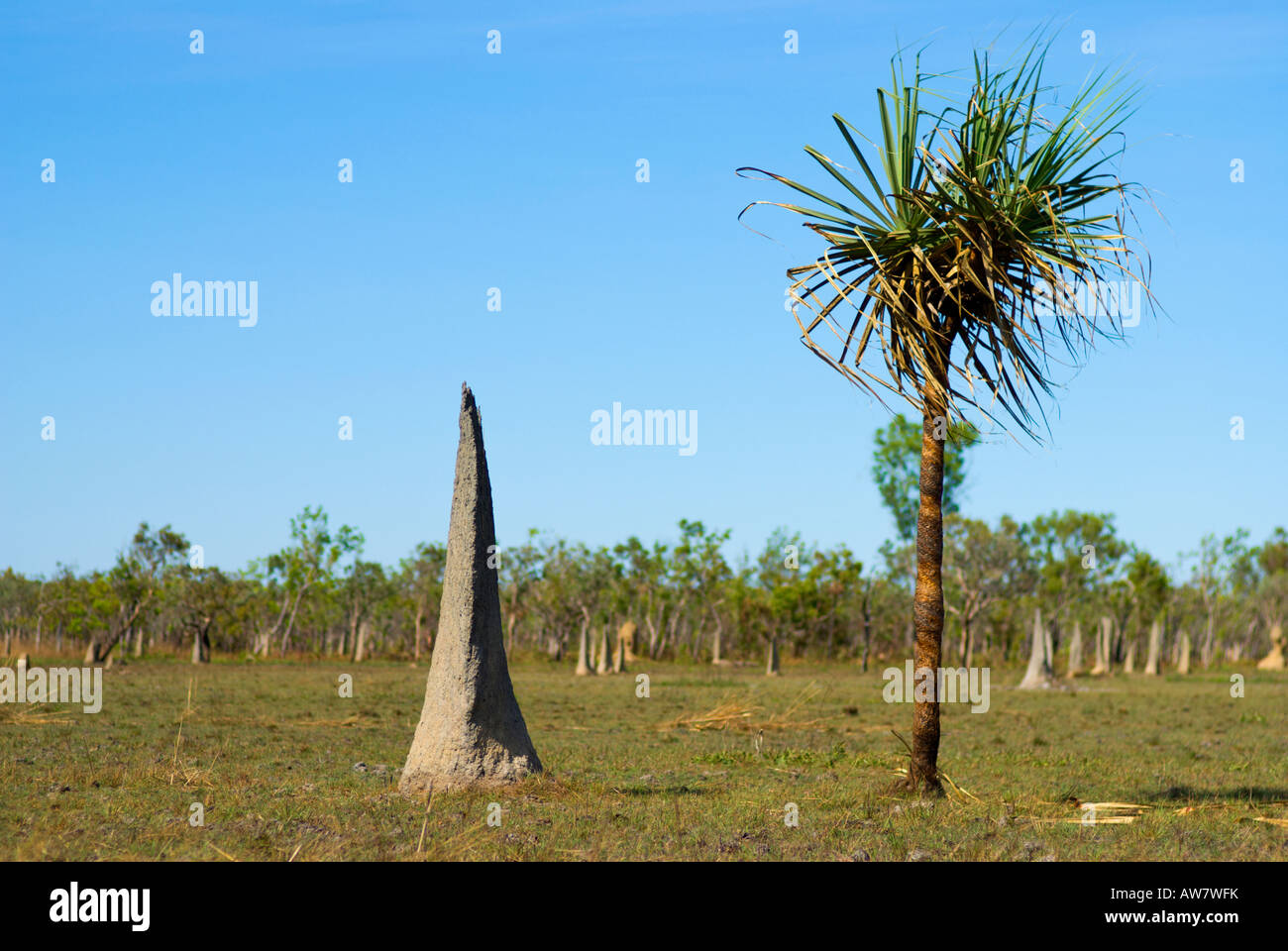 Magnetic Termite Mound und Pandanus Palmen Stockfoto