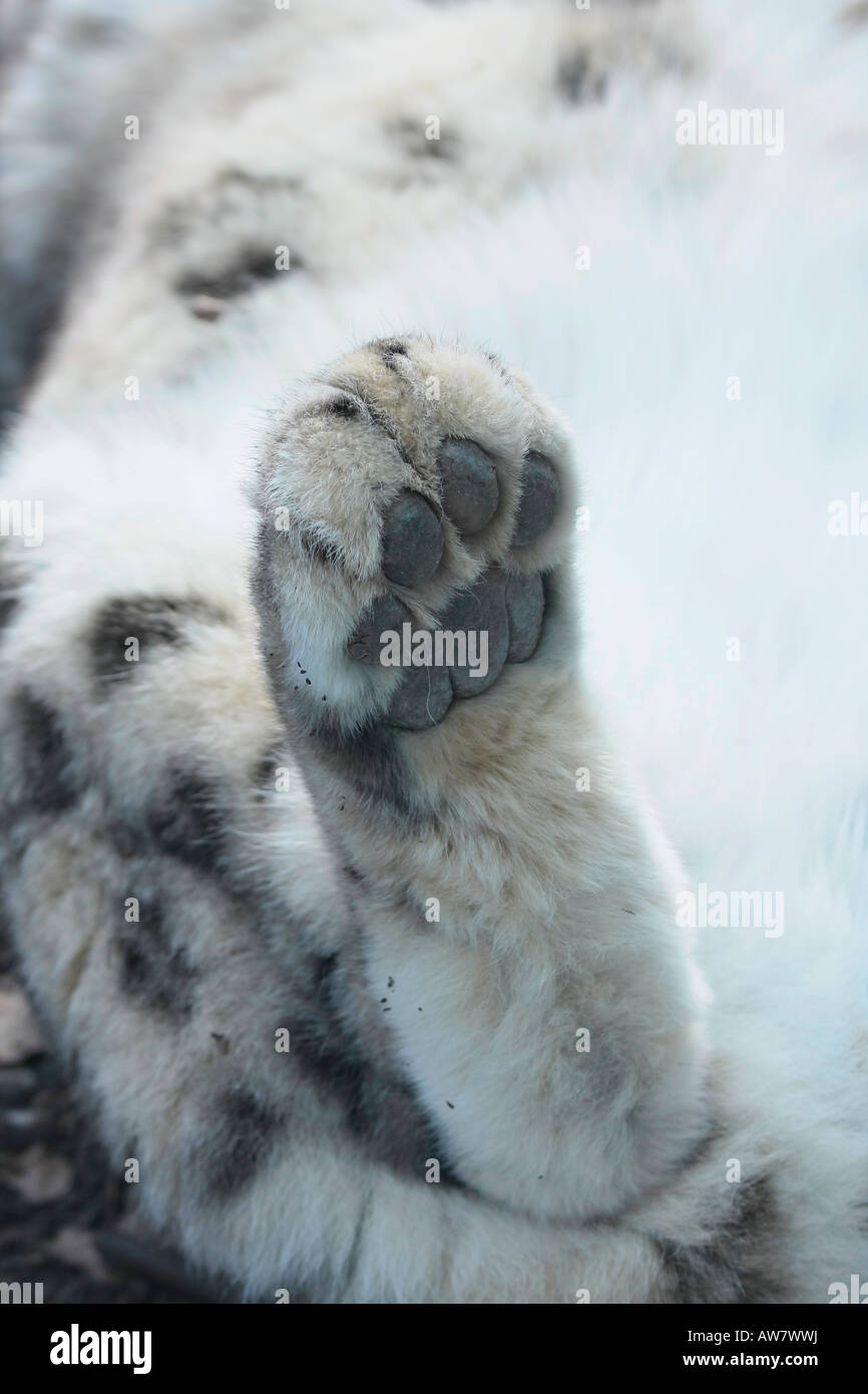 Snow Leopard Hind Pfote Uncia uncia Stockfoto