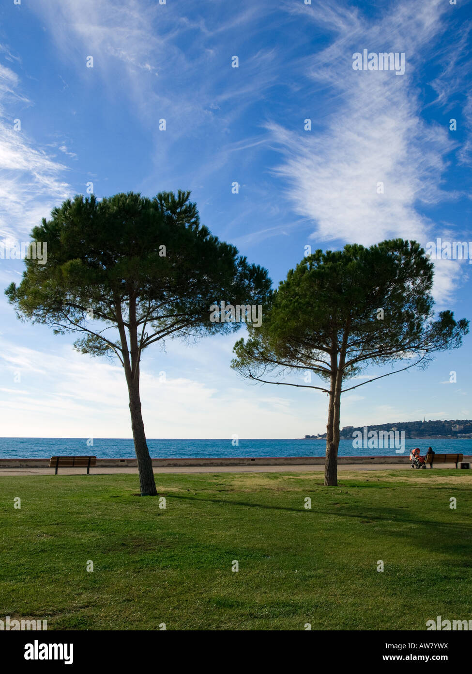 Zwei Kiefern im schönen Menton, Frankreich. Stockfoto