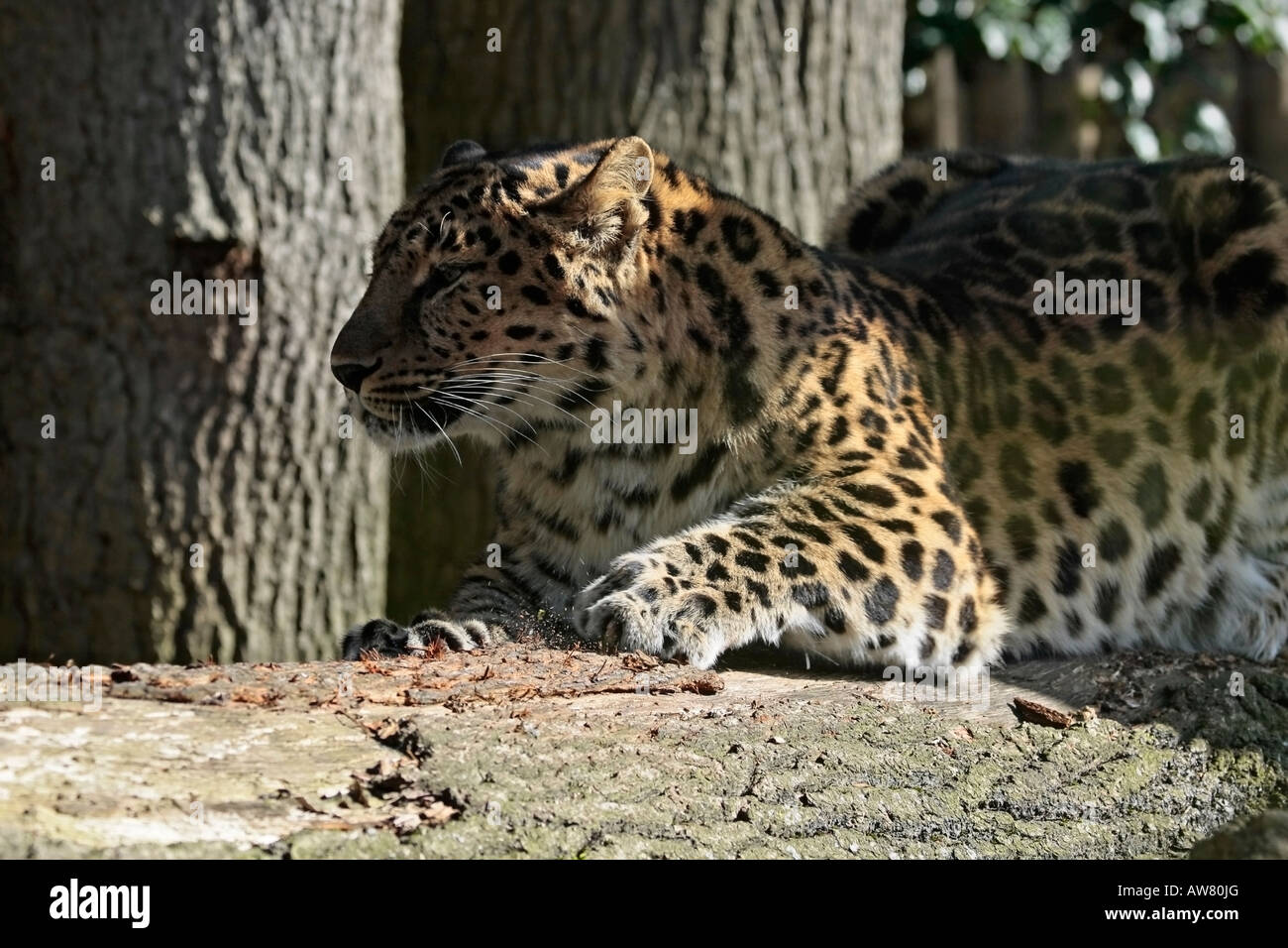 Erwachsene weibliche Amur-Leopard schärfen ihre Krallen auf Baumstamm Stockfoto