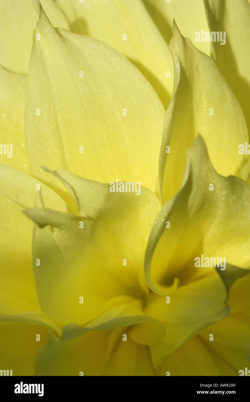 Gelbe Dahlia Dahlias David Howard Blume Blumen Flora künstlerische Hi-res Stockfoto