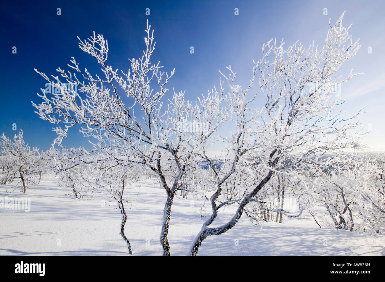 Winter in Saariselkä nördlichen Finnland Klimawandel hat bereits Durchschnittstemperaturen von 0 7 oC im letzten Jahrhundert Stockfoto