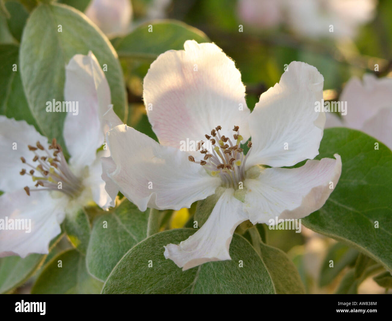 Quitte (Cydonia Oblonga) Stockfoto